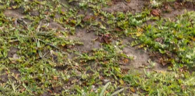How to Make a Wood Garden Border: Easy DIY Tips How to Make a Wood Garden Border: Easy DIY Tips