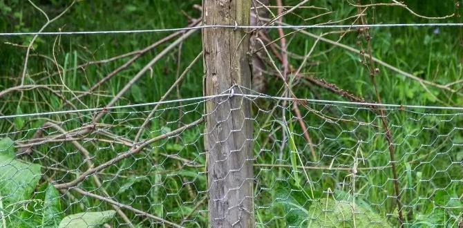 How to Secure Chicken Wire to Wood: Step by Step Guide How to Secure Chicken Wire to Wood: Step by Step Guide