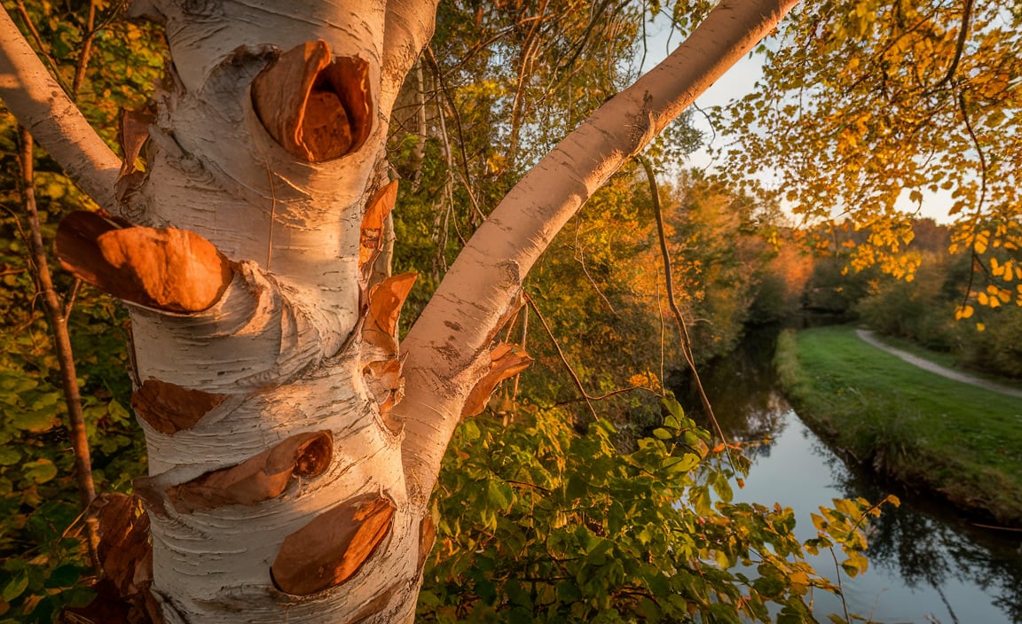 Sustainability of River Birch Hardwood