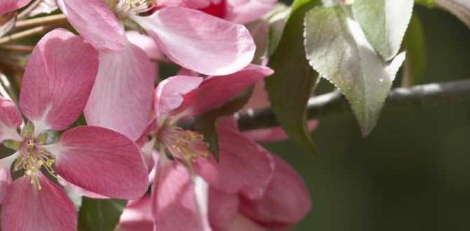 When to Put Wood Ash on Fruit Trees When to Put Wood Ash on Fruit Trees