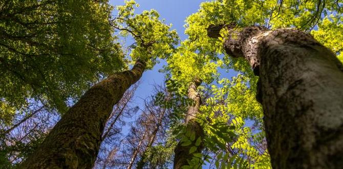 Where Does Ash Tree Grow Where Does Ash Tree Grow