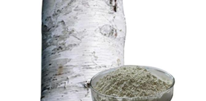 benefits of birch extract for joints benefits of birch extract for joints