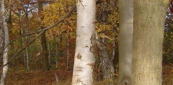 benefits of birch leaves for joints benefits of birch leaves for joints