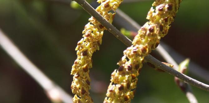 benefits of birch pollen extract benefits of birch pollen extract