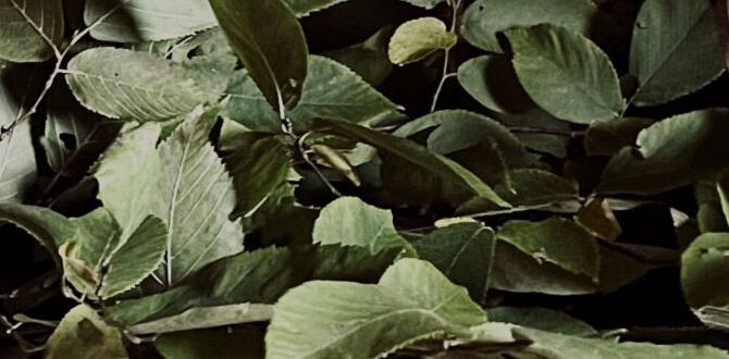 benefits of birch sauna heat
