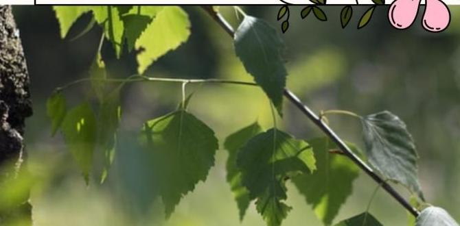 benefits of birch tree leaf infusion benefits of birch tree leaf infusion