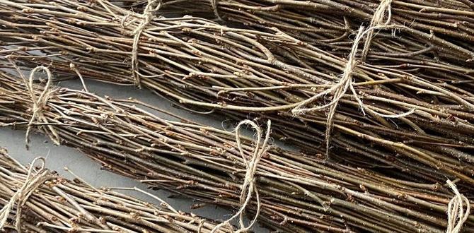 bulk birch bundles for crafts bulk birch bundles for crafts