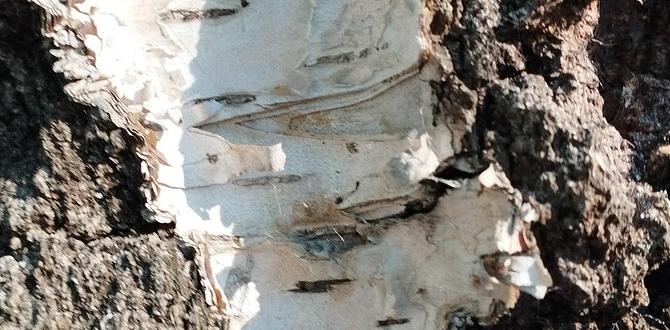 bulk birch tree bark bulk birch tree bark