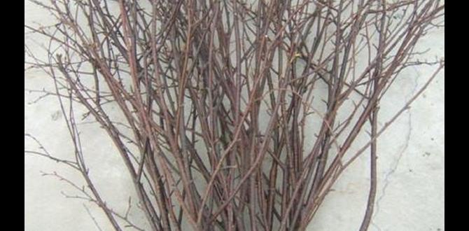 bulk birch twigs for decoration bulk birch twigs for decoration