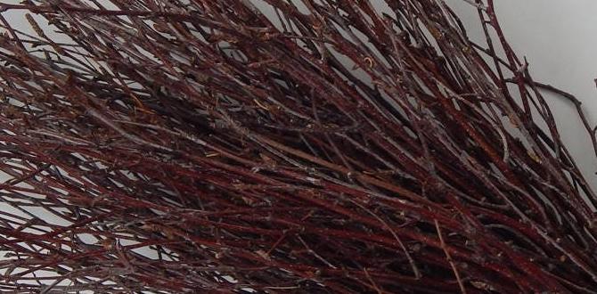 bulk birch twigs for florists bulk birch twigs for florists