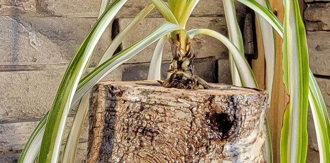 cheap birch planters for patio cheap birch planters for patio