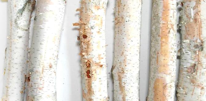 cheap birch poles for events cheap birch poles for events