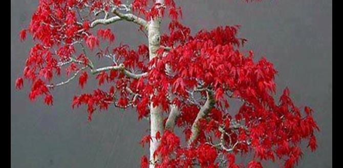 cheap birch tree for bonsai