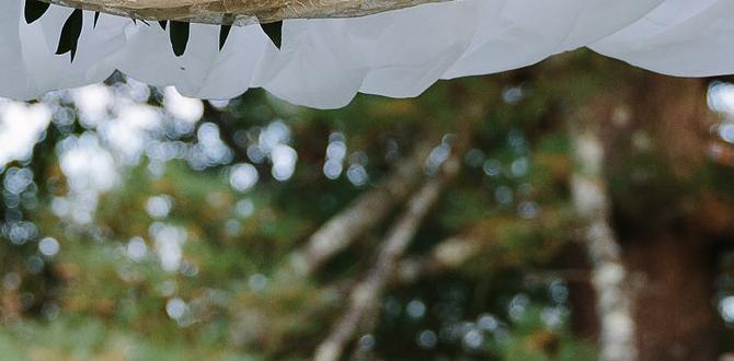 decorative birch arch rental decorative birch arch rental
