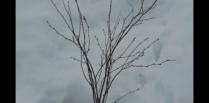 decorative birch branches centerpiece decorative birch branches centerpiece