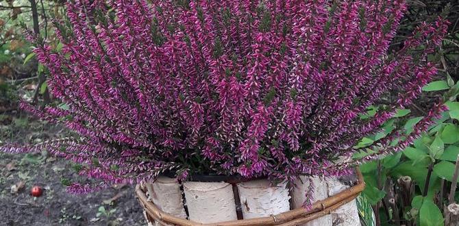 decorative birch planter covers