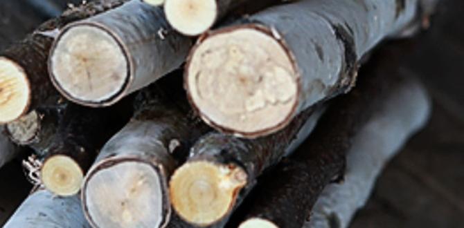 indoor birch stick installations