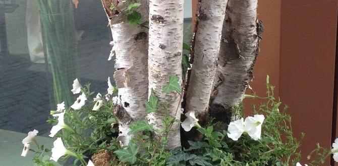 indoor birch tree planter decor