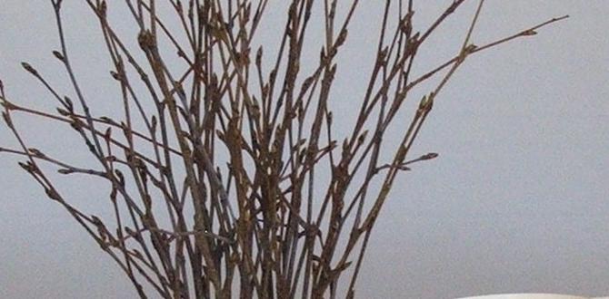 natural birch centerpiece ideas natural birch centerpiece ideas