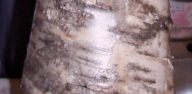 natural birch trunk vase natural birch trunk vase