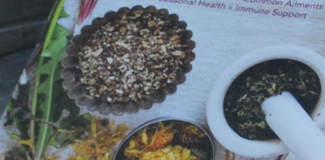 safe birch based herbal teas safe birch based herbal teas