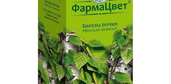 safe birch tea for elderly safe birch tea for elderly