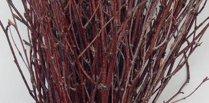 safe birch twigs for indoor pets
